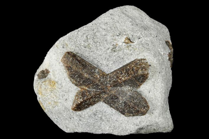 Twinned Staurolite Cross In Mica-Schist - Pestsovye Keivy, Russia #175779